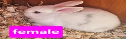 Mixed Breed rabbits for sale: Mini lops  and mini lopx dutch  - Advert 2