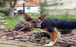 Mixed Breed dogs for adoption: 💙🐶 CONNOR 🐶💙 - Image 18
