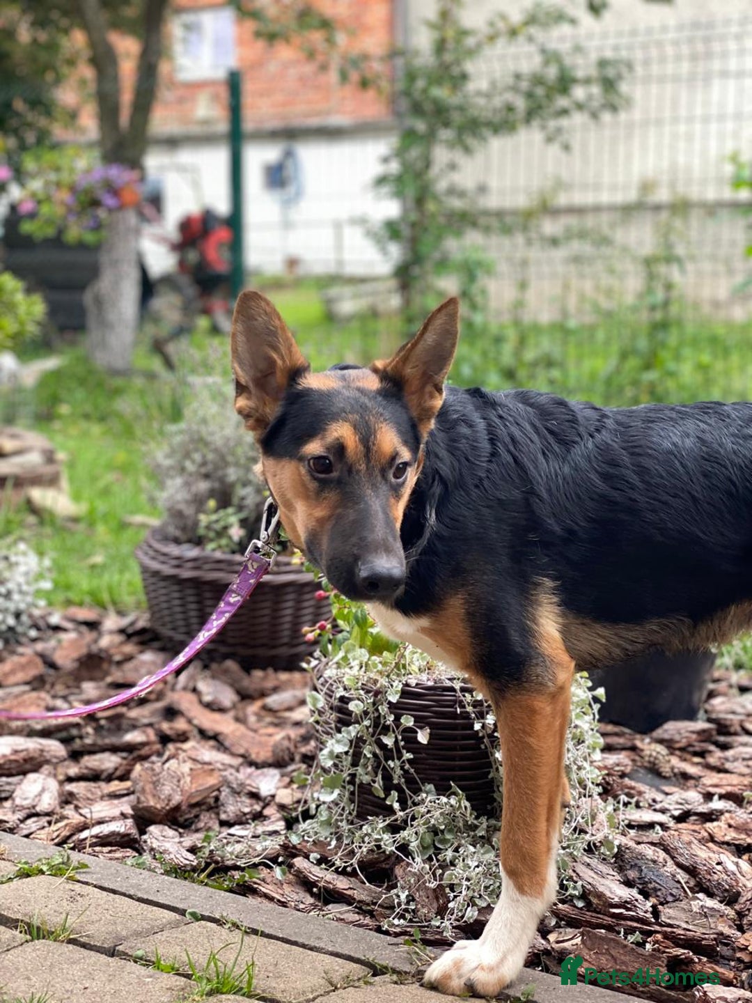 Mixed Breed dogs for adoption: 💙🐶 CONNOR 🐶💙 - Image 18