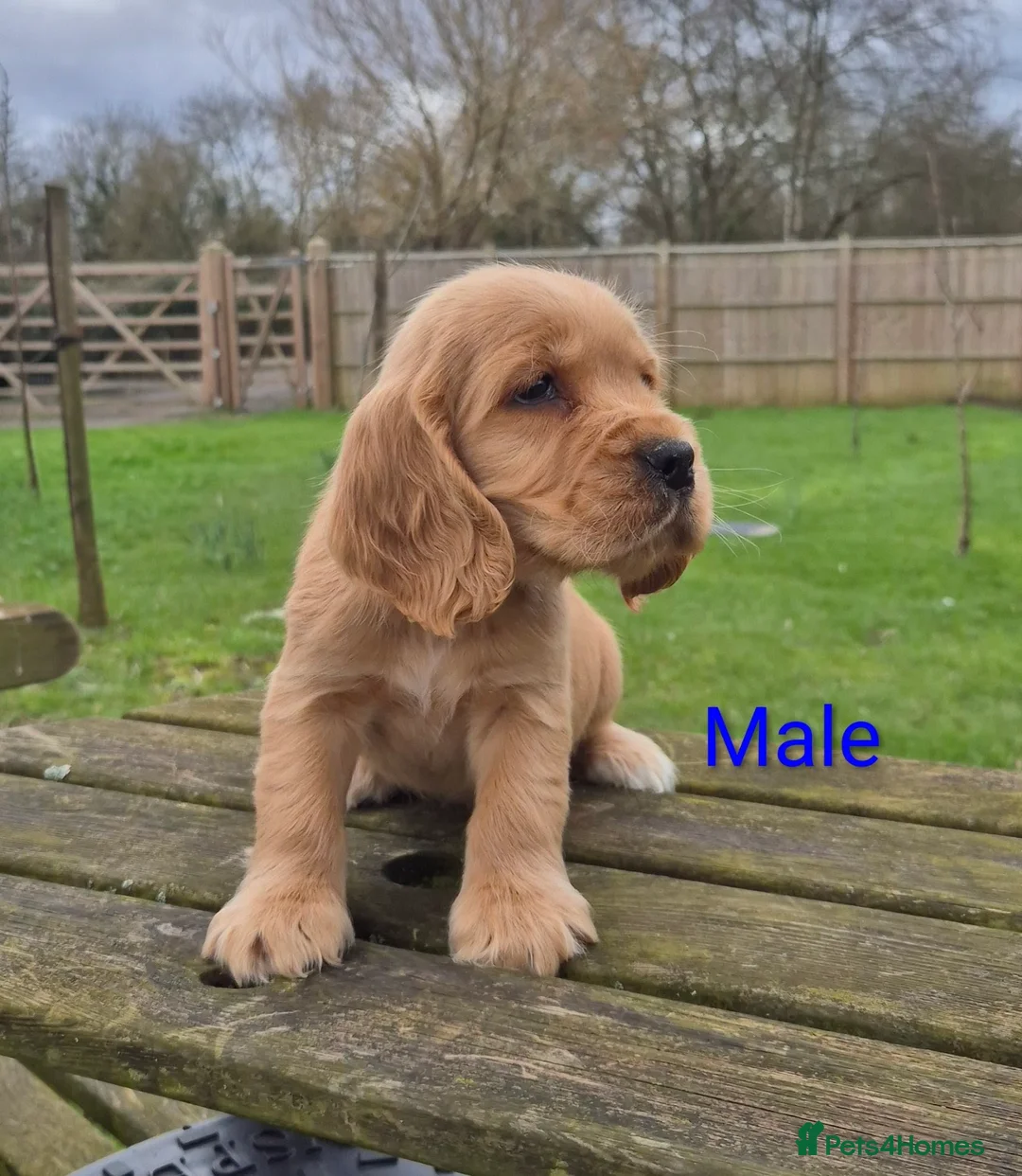 Cocker Spaniel dogs for sale: Golden Cocker Spaniels - Advert 8