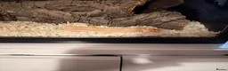 Snake reptiles for sale: Hognose snake and set up  - Advert 7