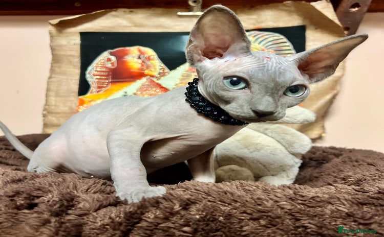 Sphynx cats - Advert 7
