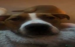 Mixed Breed dogs for sale: Hunter (Staffy X)  - Image 9
