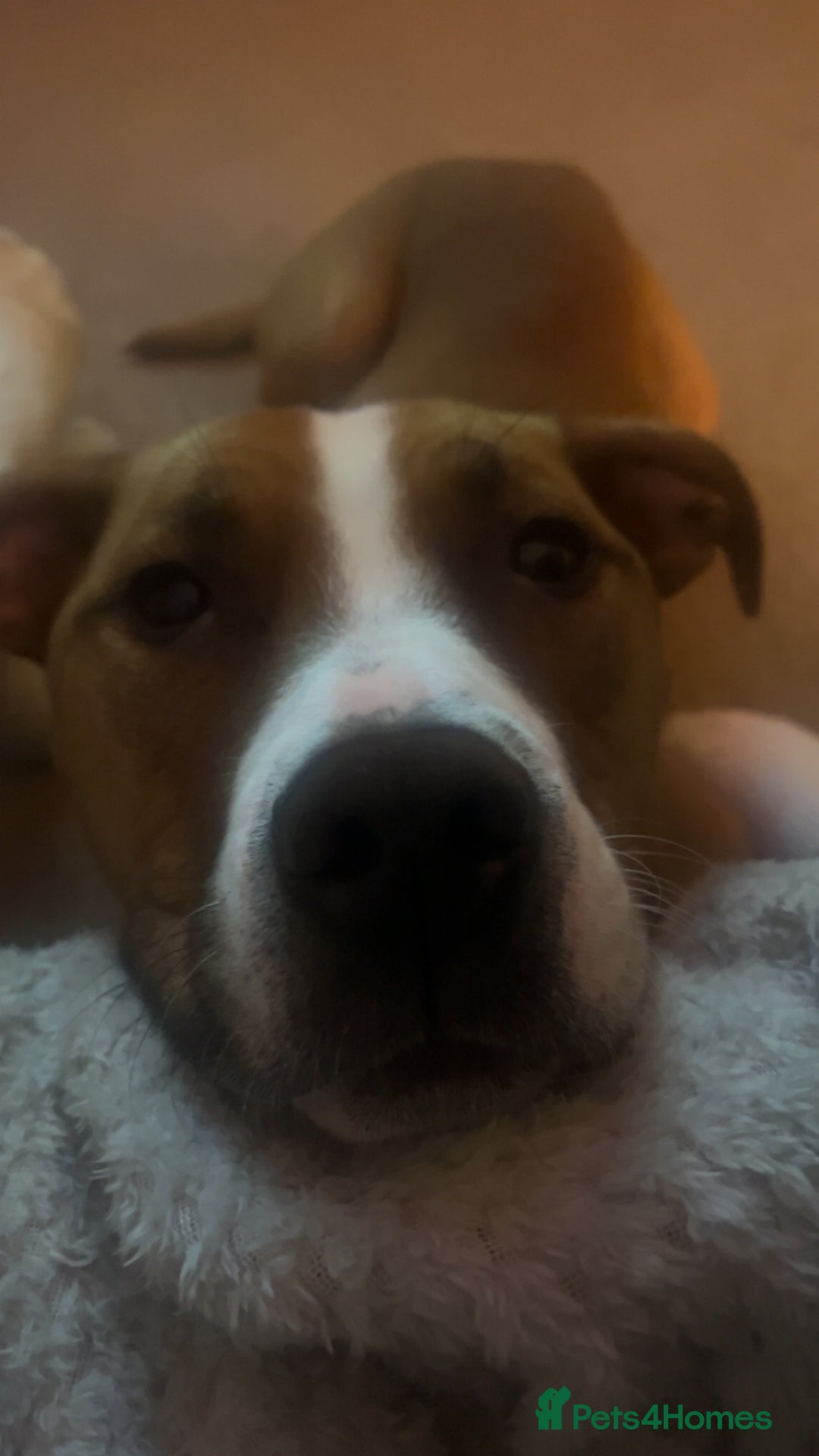 Mixed Breed dogs for sale: Hunter (Staffy X)  - Image 9