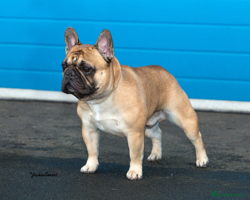French Bulldog dogs Henri show winning red fawn stud  - Advert 1