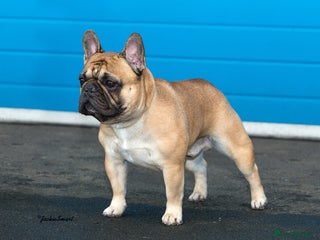 French Bulldog dogs - Advert 1