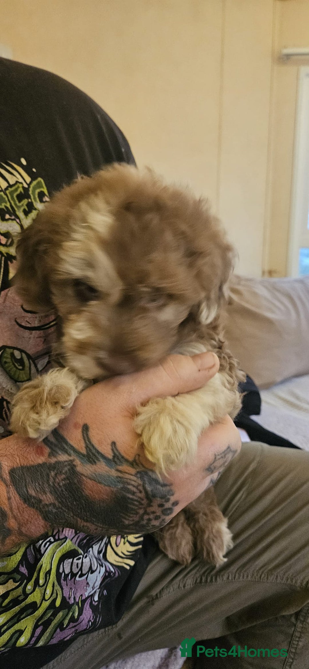 Cockapoo dogs for sale: 8 gorgeous cockapoo puppies - Advert 17