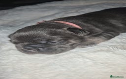 French Bulldog dogs for sale: French bulldog puppies  - Image 7