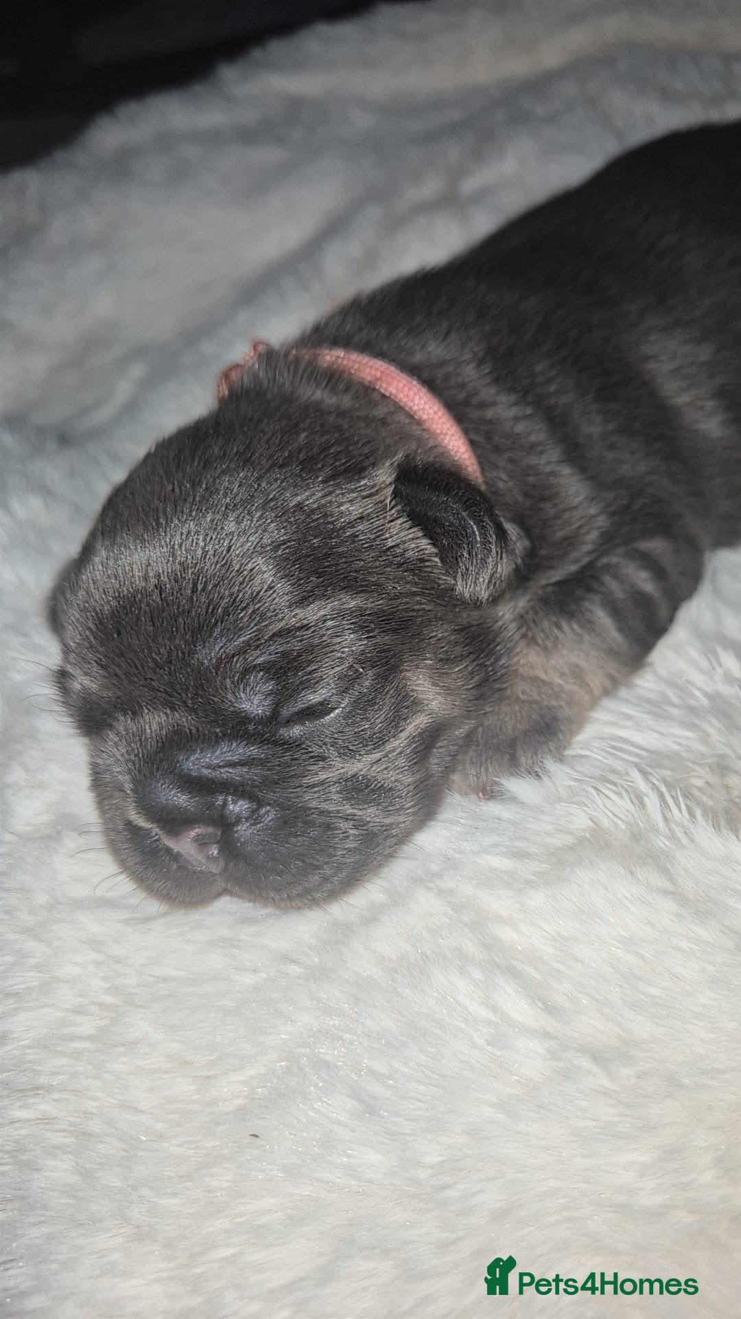 French Bulldog dogs for sale: French bulldog puppies  - Image 7