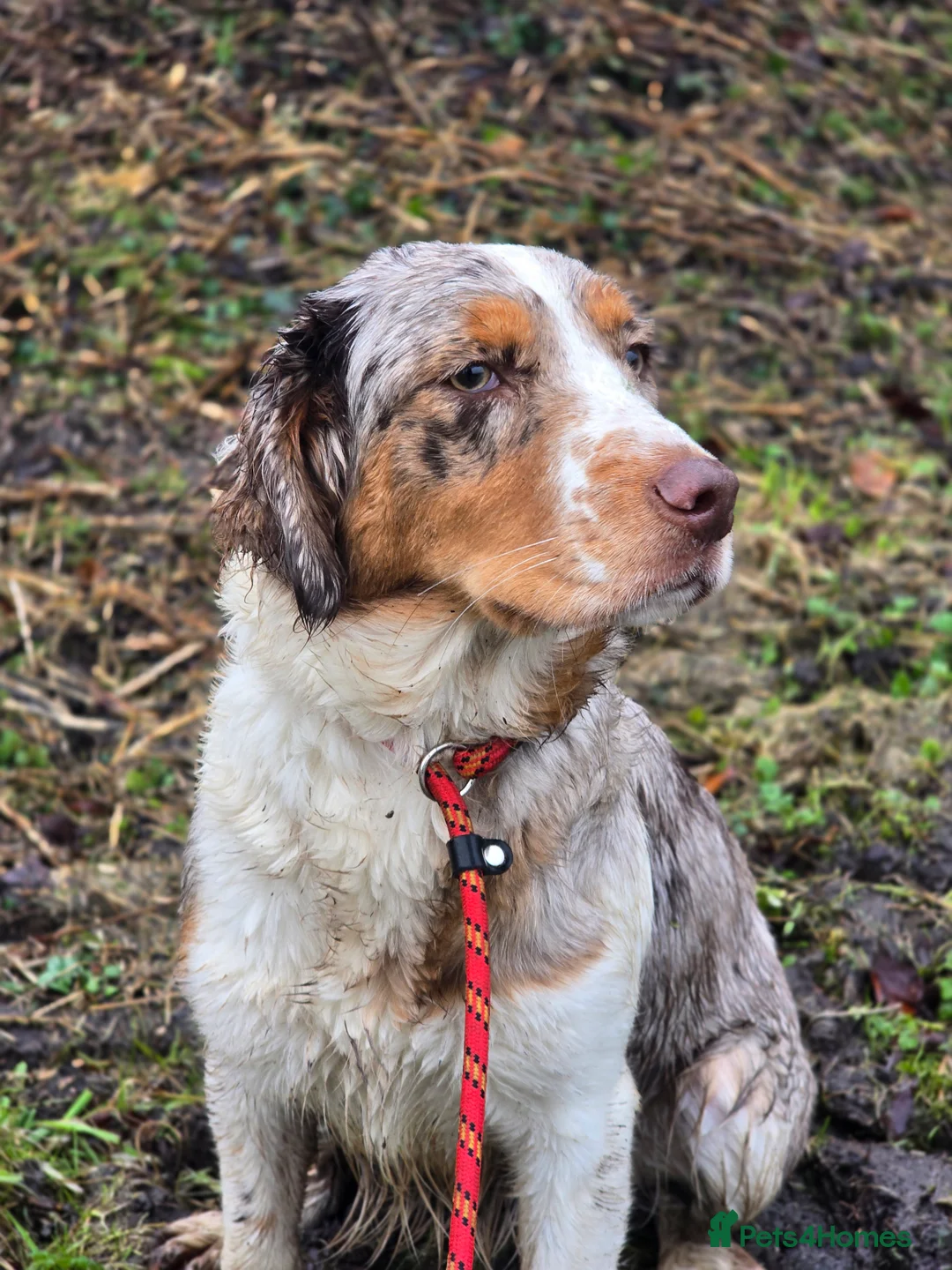 Mixed Breed dogs for sale: Clumber cross - Advert 3