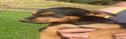 Patterdale Terrier dogs for sale: Black and tan in Worcester - Advert 3