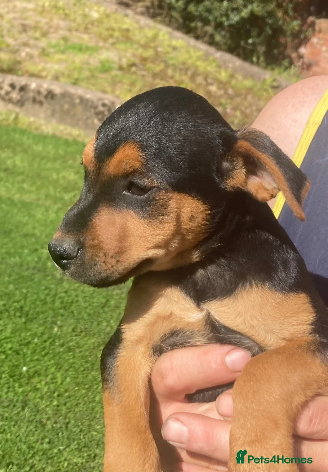 Patterdale Terrier dogs for sale: Black and tan in Worcester - Advert 3