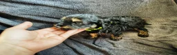Cockapoo dogs for sale: Cockapoo puppies  in Bristol - Advert 6