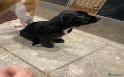 Bocker dogs for sale: Bocker Puppies for Sale - Image 4