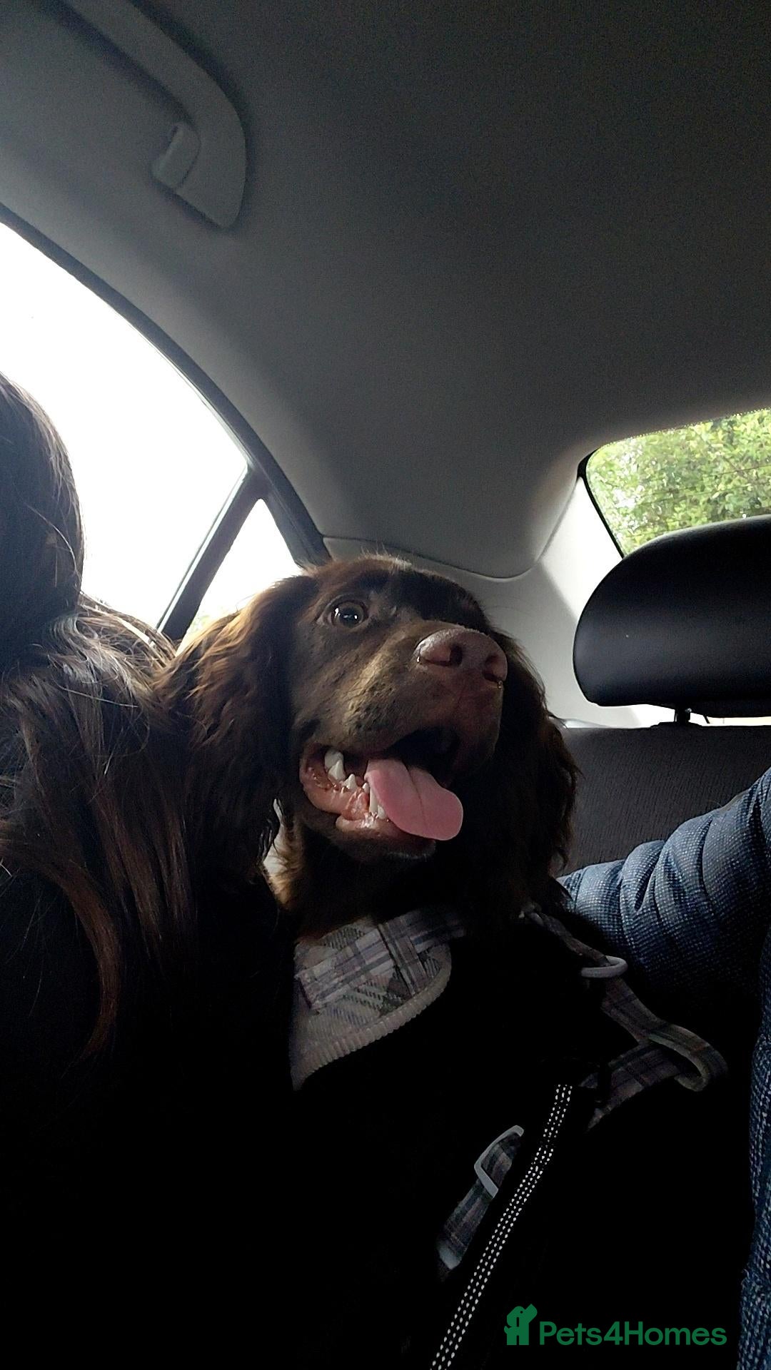 Cocker Spaniel dogs for sale: 5 Beautiful Cocker Spaniel puppies - Advert 1