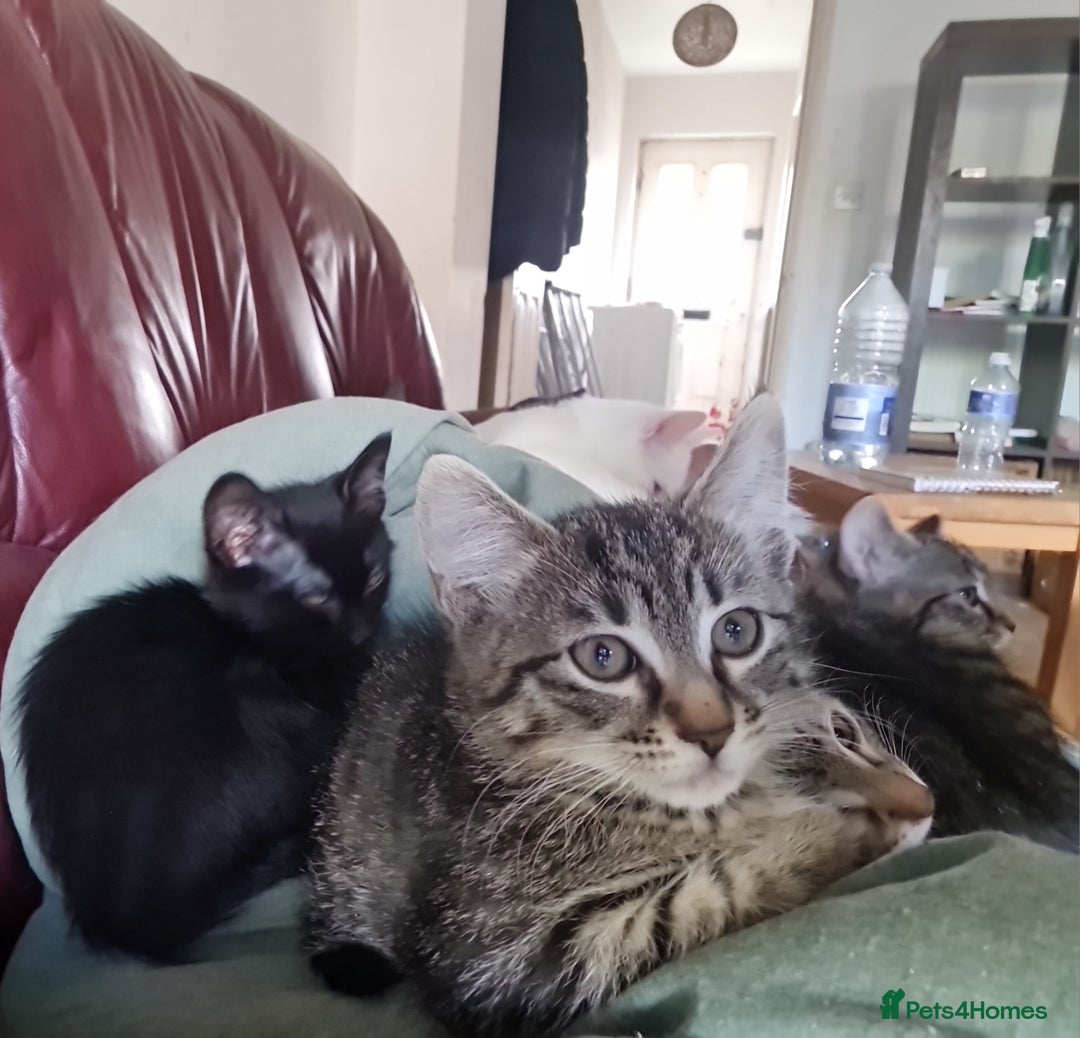 Mixed Breed cats for sale: Mixed breed kittens for sale! - Image 4