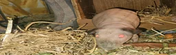Guinea Pig rodents for sale: 4 male skinny pig boars - Advert 10