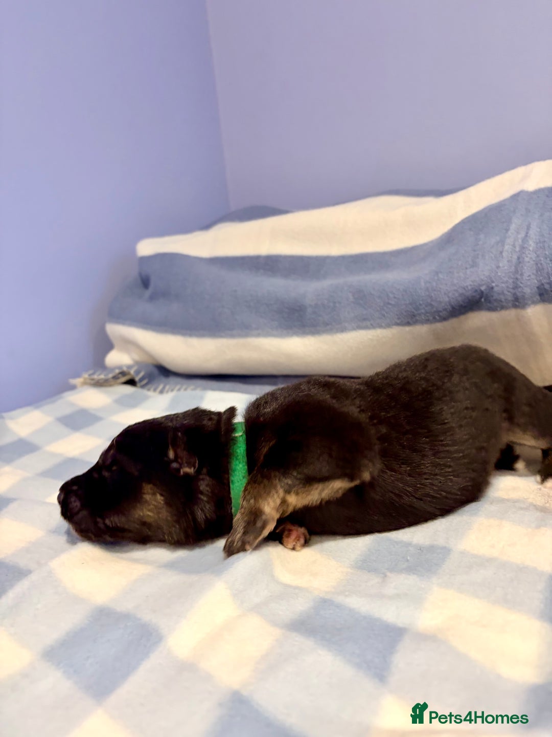 German Shepherd dogs for sale: 🐶 Beautiful KC Registered Puppies Available 🐶 - Advert 20