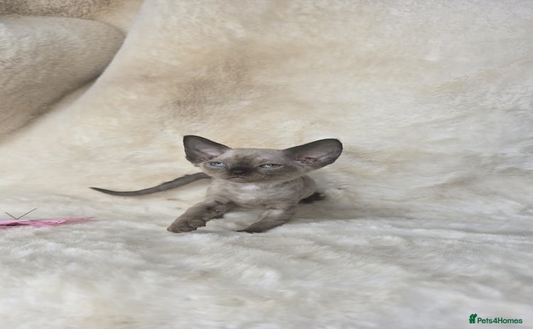 Devon Rex cats - Advert 1