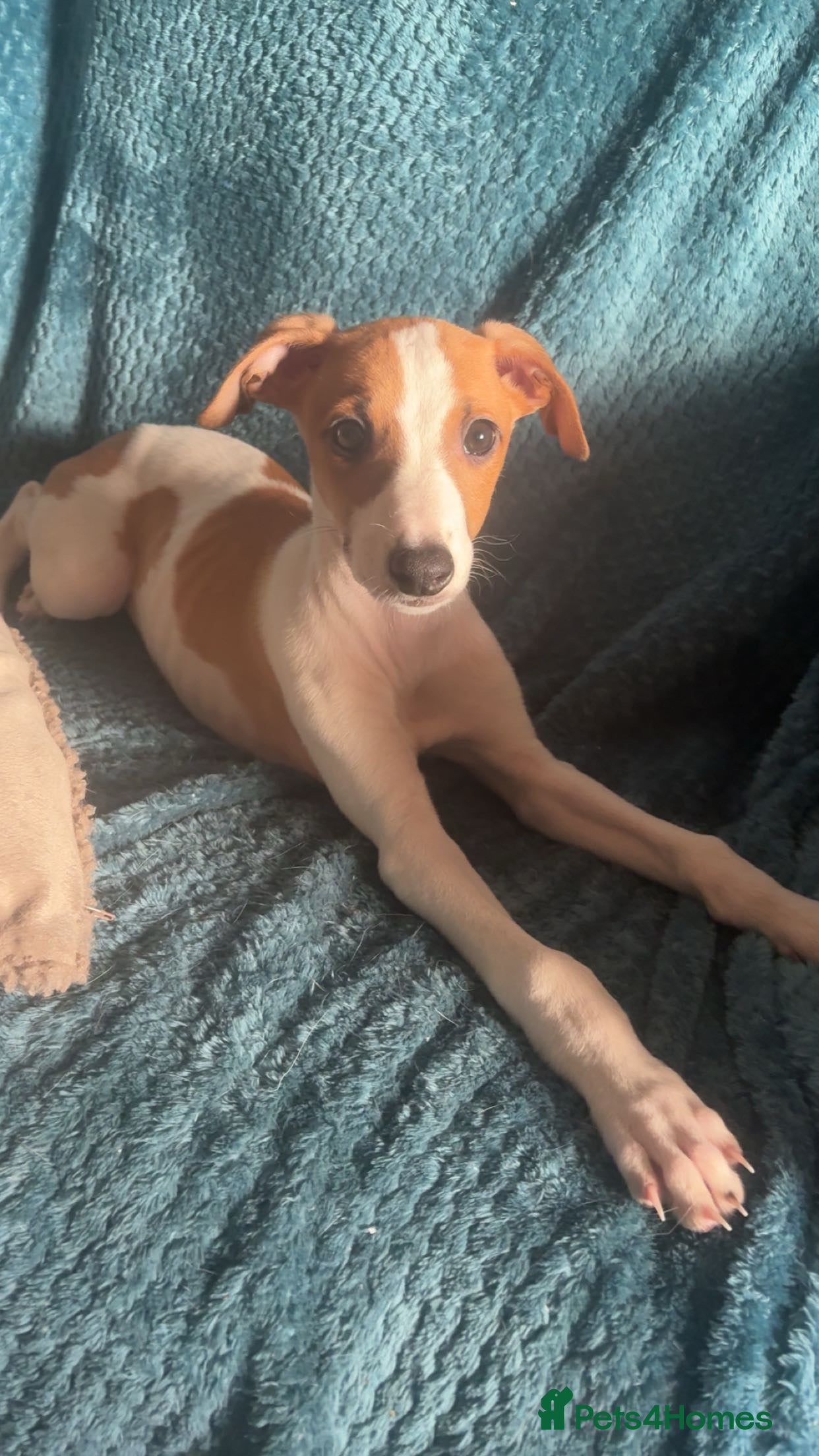 Whippet dogs WHIPPET PUP - Advert 1