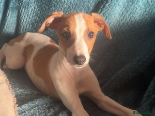 Whippet dogs WHIPPET PUP - Advert 7