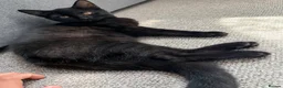 Mixed Breed cats for sale: Cats for sale  - Advert 3