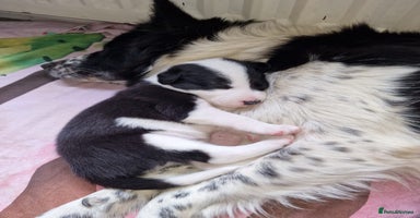 Mixed Breed dogs - Advert 3