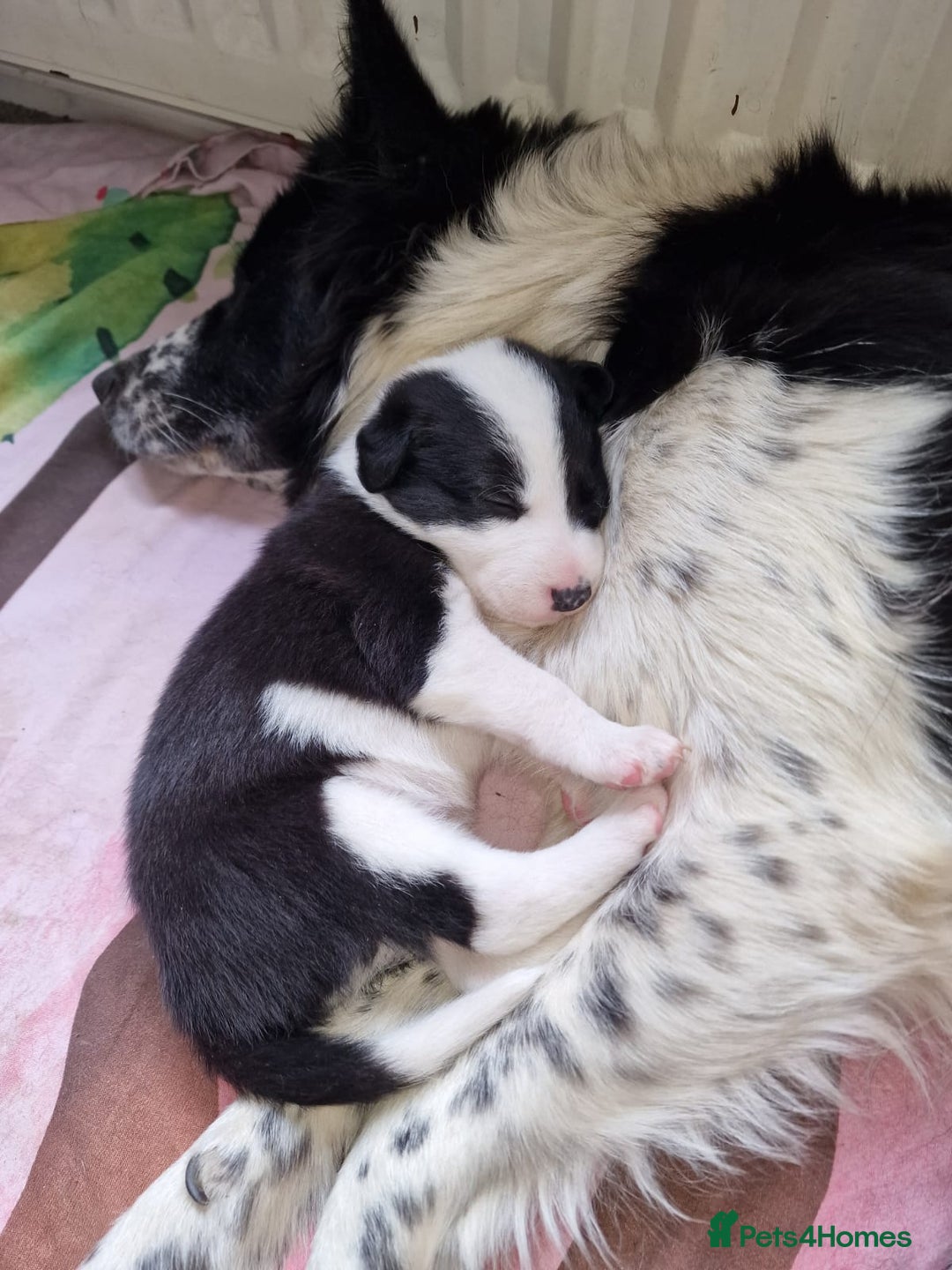 Mixed Breed dogs for sale: Chunky border collie cross puppies - Image 2