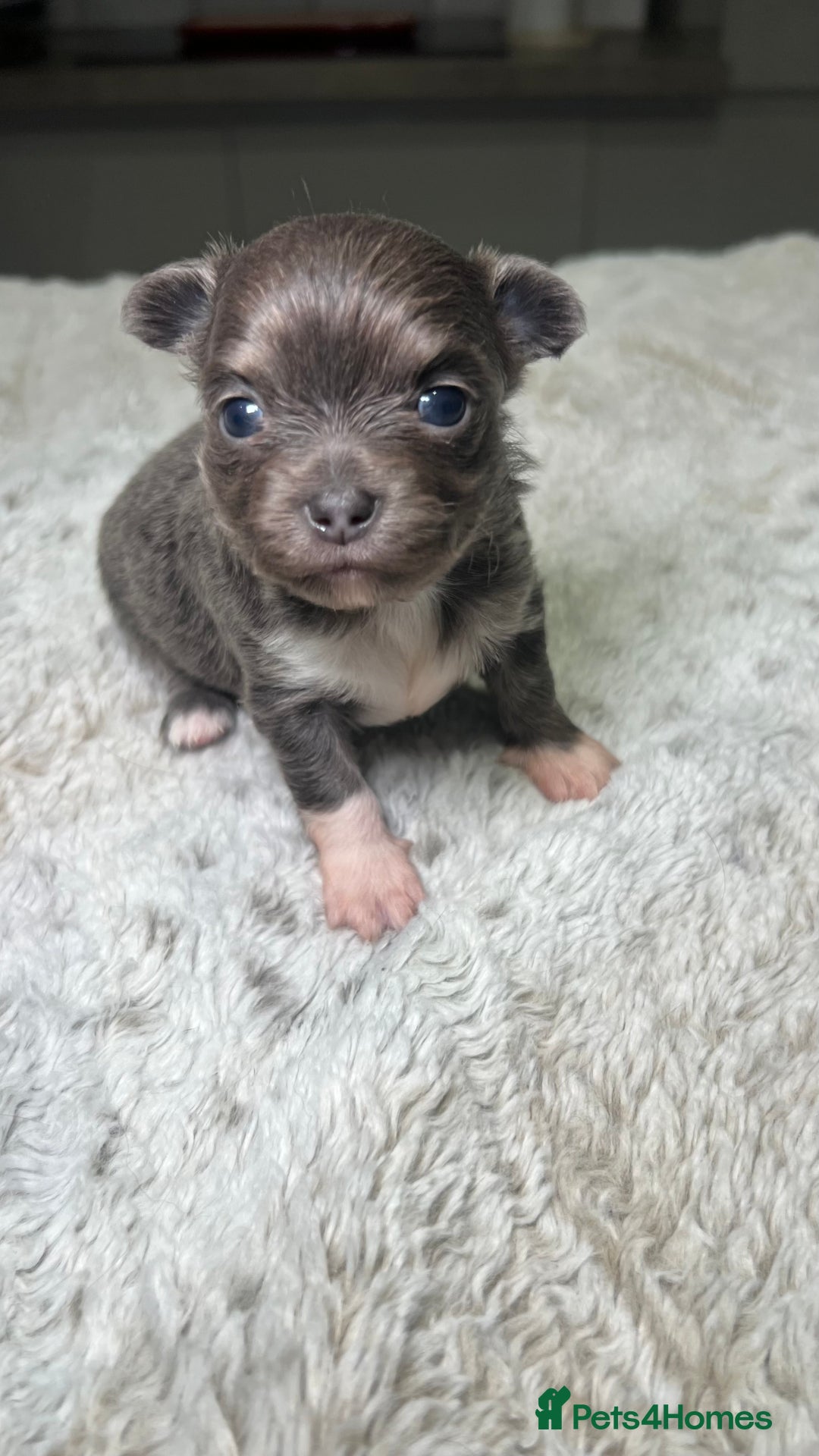 Chihuahua dogs for sale: Stunning Chihuahua Puppies ⭐️ - Advert 15