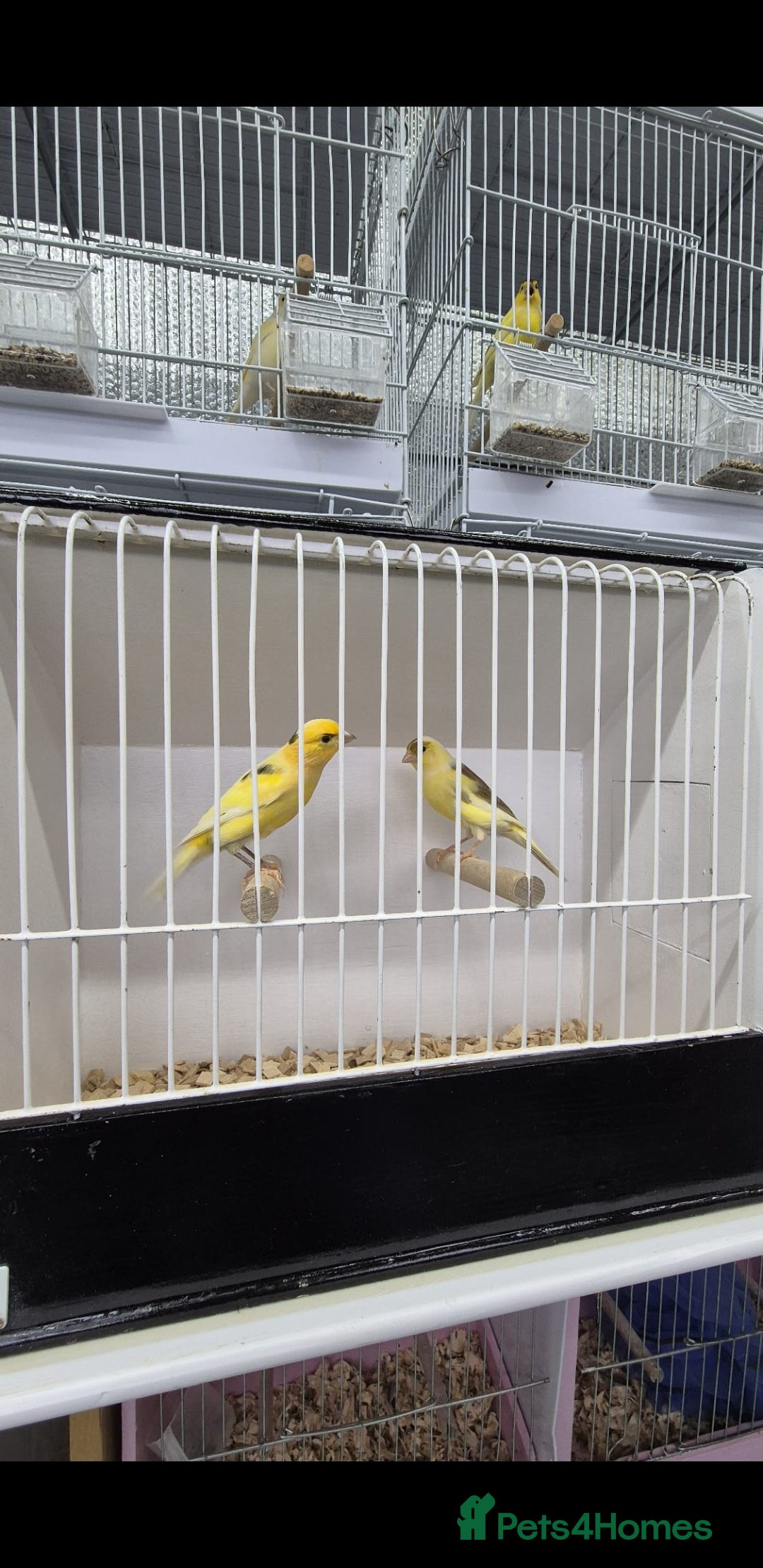 Canaries birds for sale: Canaries for sale - Advert 15