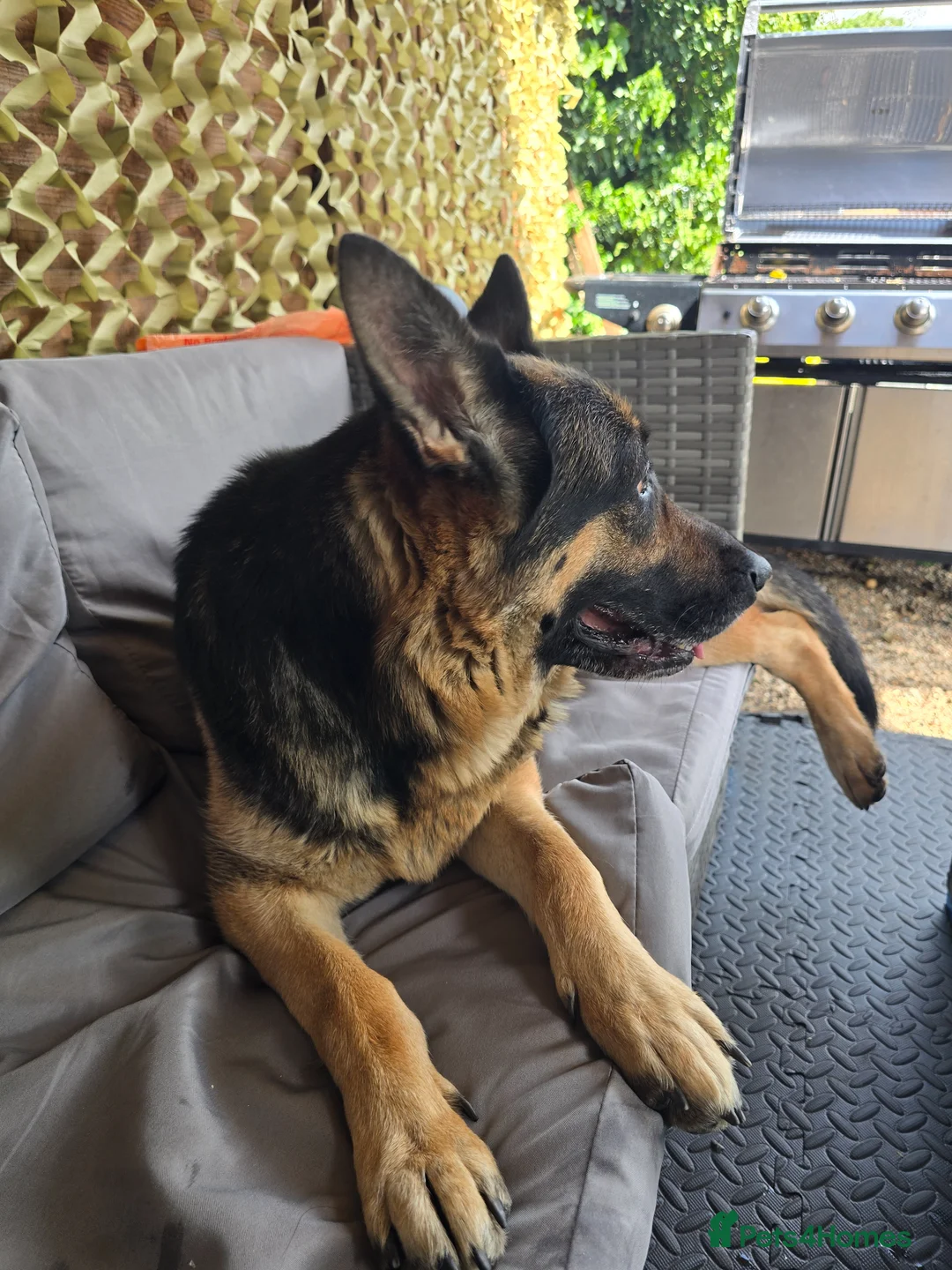 German Shepherd dogs for sale: German shepherd  in Rainham - Advert 4