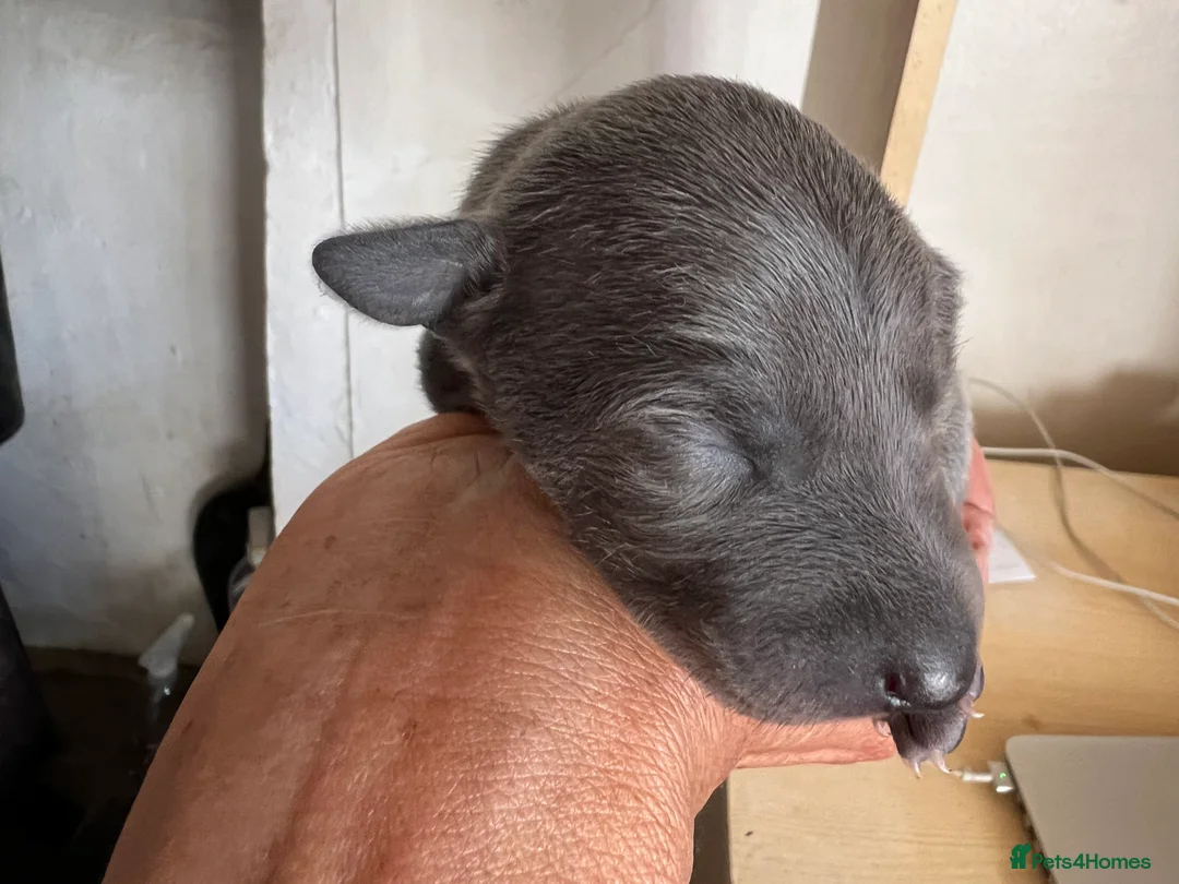 Italian Greyhound dogs for sale:     Italian Greyhound. Babies  - Advert 22