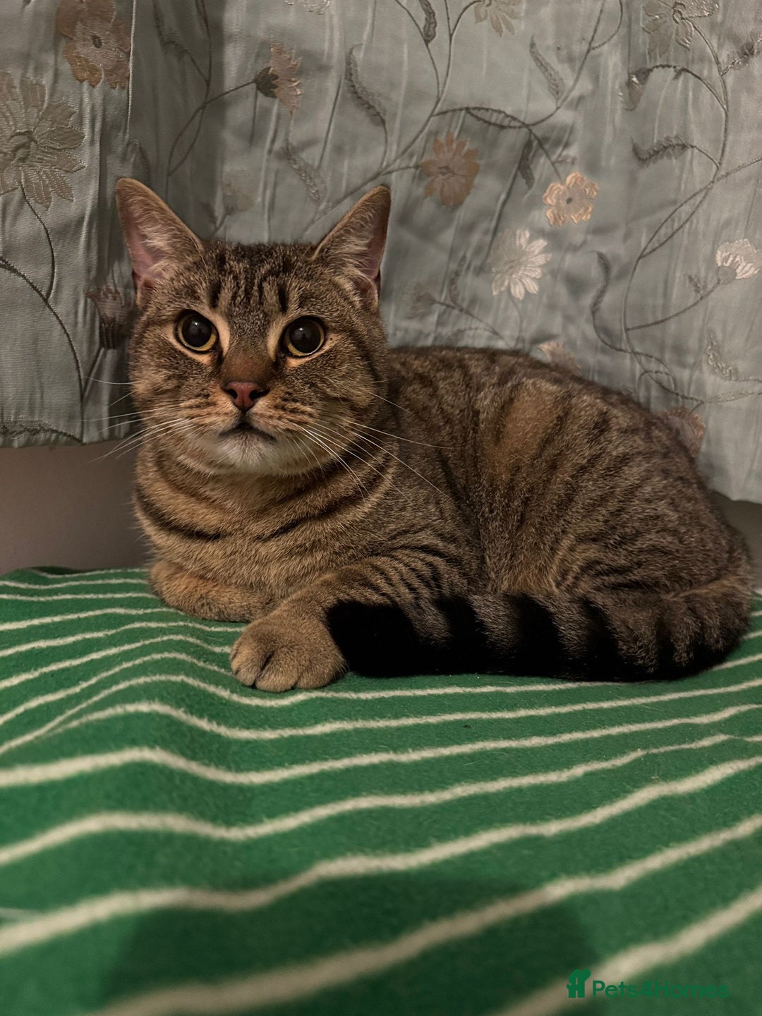 Mixed Breed cats for sale: Male and female cat - Image 1