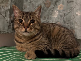 Mixed Breed cats - Advert 25