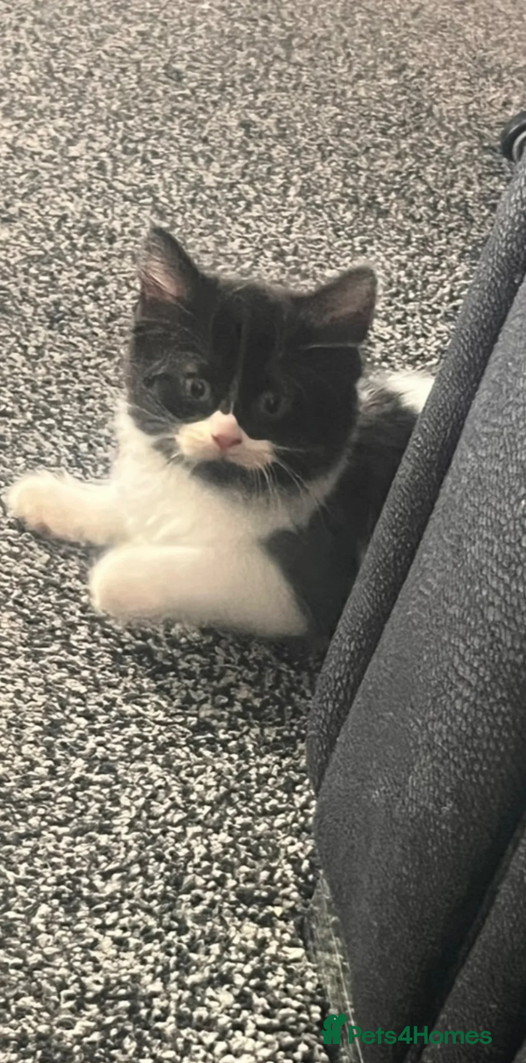 Mixed Breed cats for sale: Ready now last 2 Beautiful kittens - Advert 1