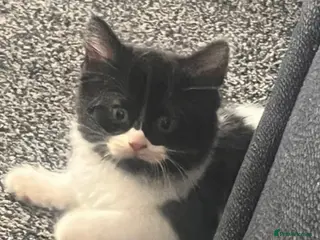 Mixed Breed cats Ready now Beautiful kittens - Advert 8