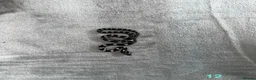 Corn Snake reptiles for sale: Baby Corn Snakes of various colours. in Hastings - Advert 15