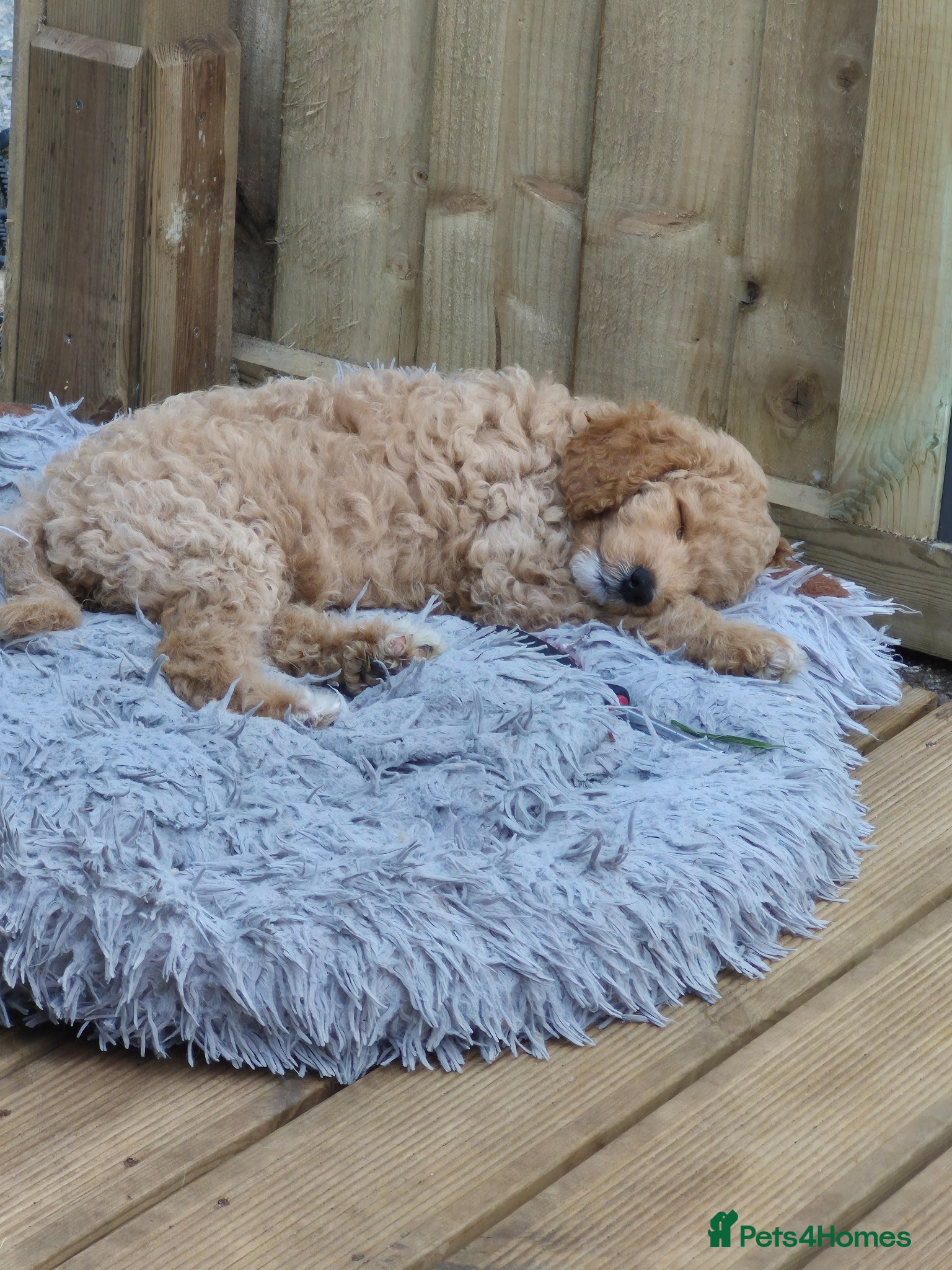 Double Doodle dogs for sale: Golden doodle x labradoodle pups - Advert 7