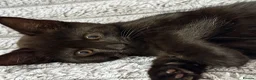 British Shorthair cats for sale: Male kitten   - Advert 5