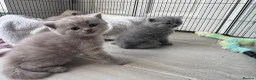 British Shorthair cats for sale: 3 beautiful Female BSH lilac and blues available  in Dartford - Advert 18