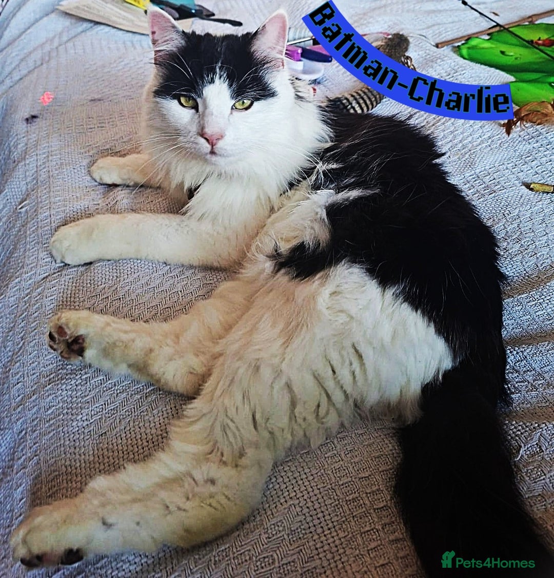 Mixed Breed cats for sale: Free to a Loving Home 2 Cats& 1 Kitten-Swansea - Advert 5