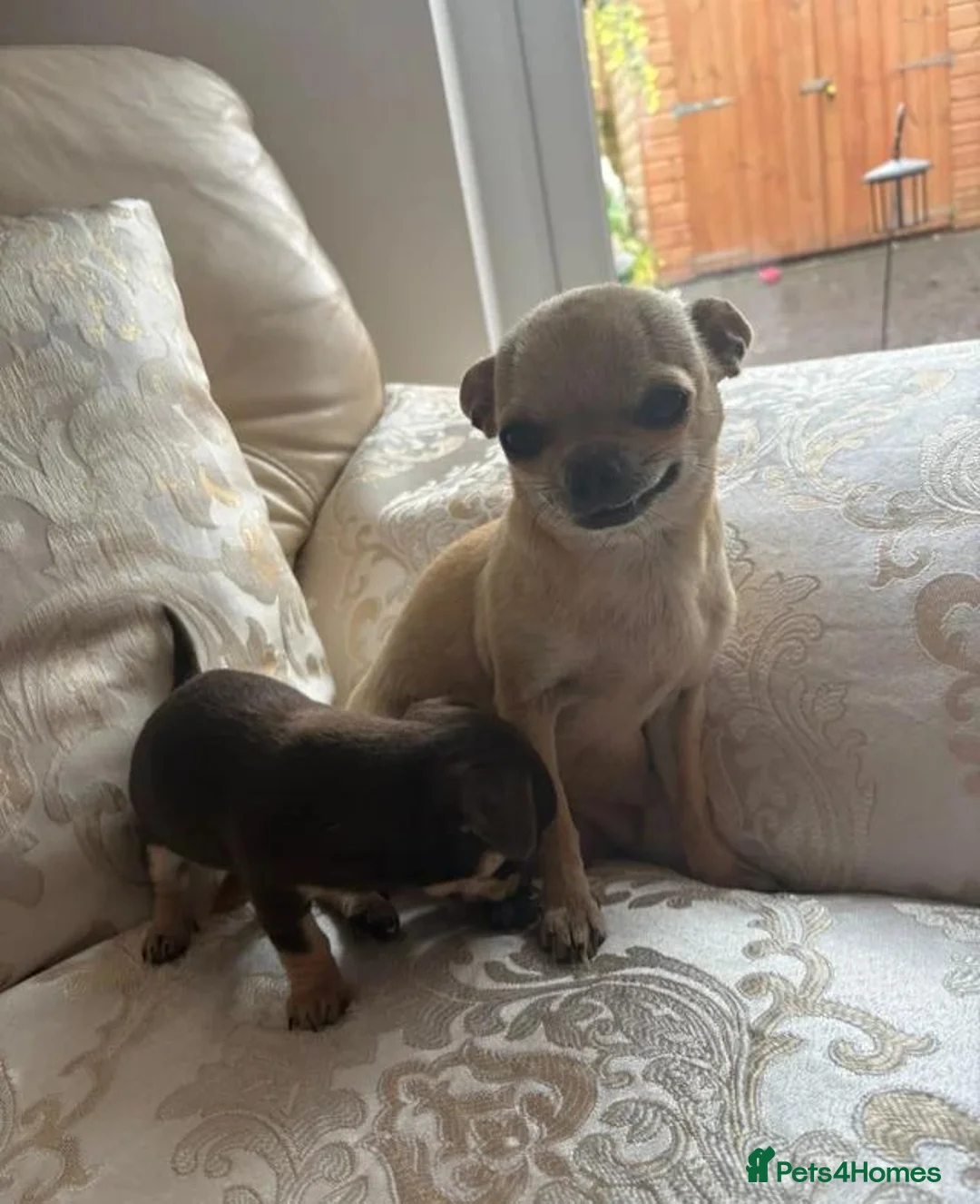 Chihuahua dogs for sale: Chihuahua puppies forsale only Girl puppy left in Belfast - Advert 2