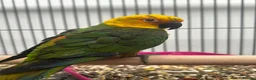 Mixed Breed birds for sale: Various Stunning Range Birds  - Advert 3