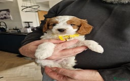 Cavapoo dogs for sale: Beautiful Cavapoo F2 puppies  for sale - Image 5