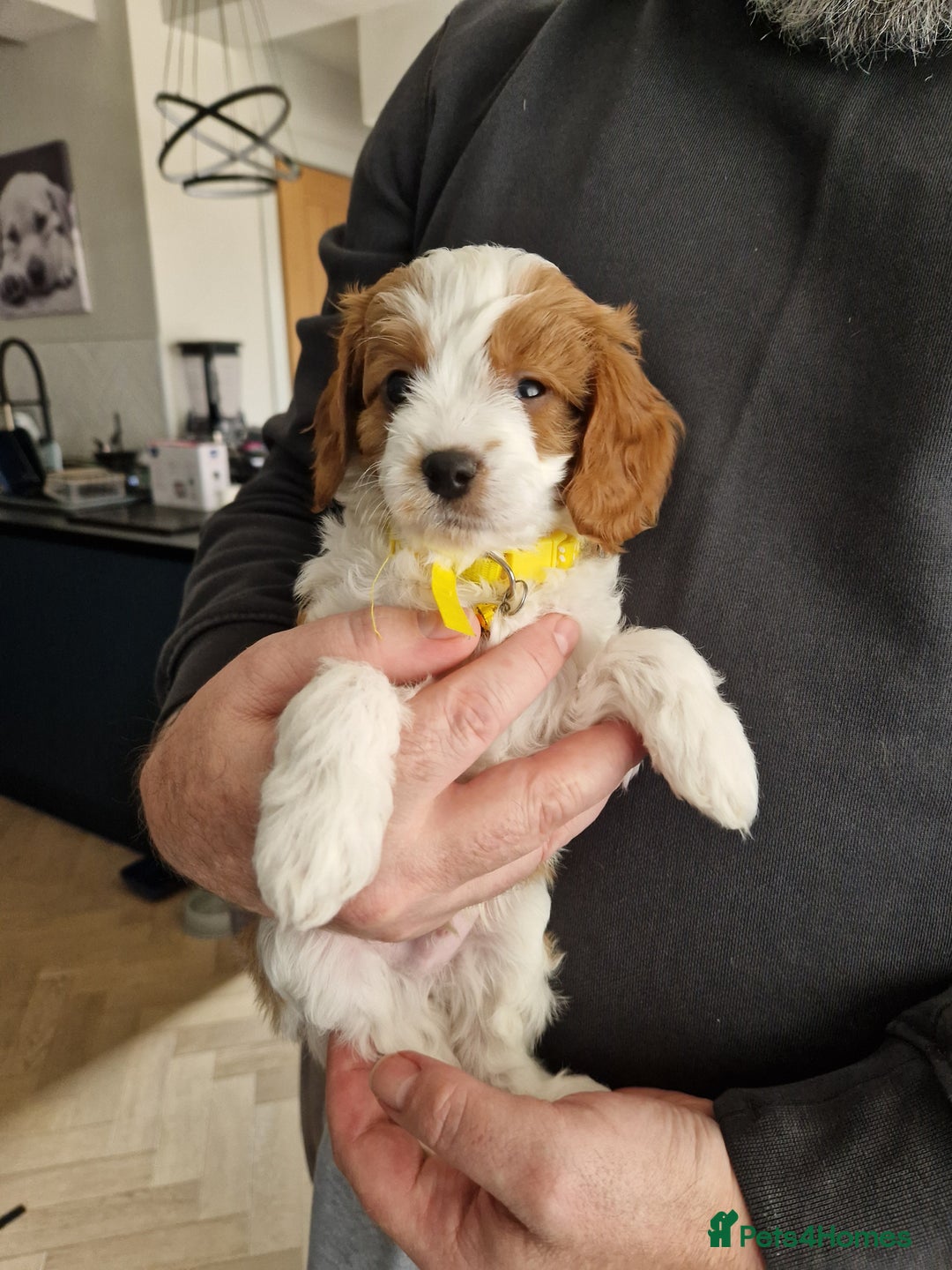 Cavapoo dogs for sale: Beautiful Cavapoo F2 puppies  for sale - Image 5