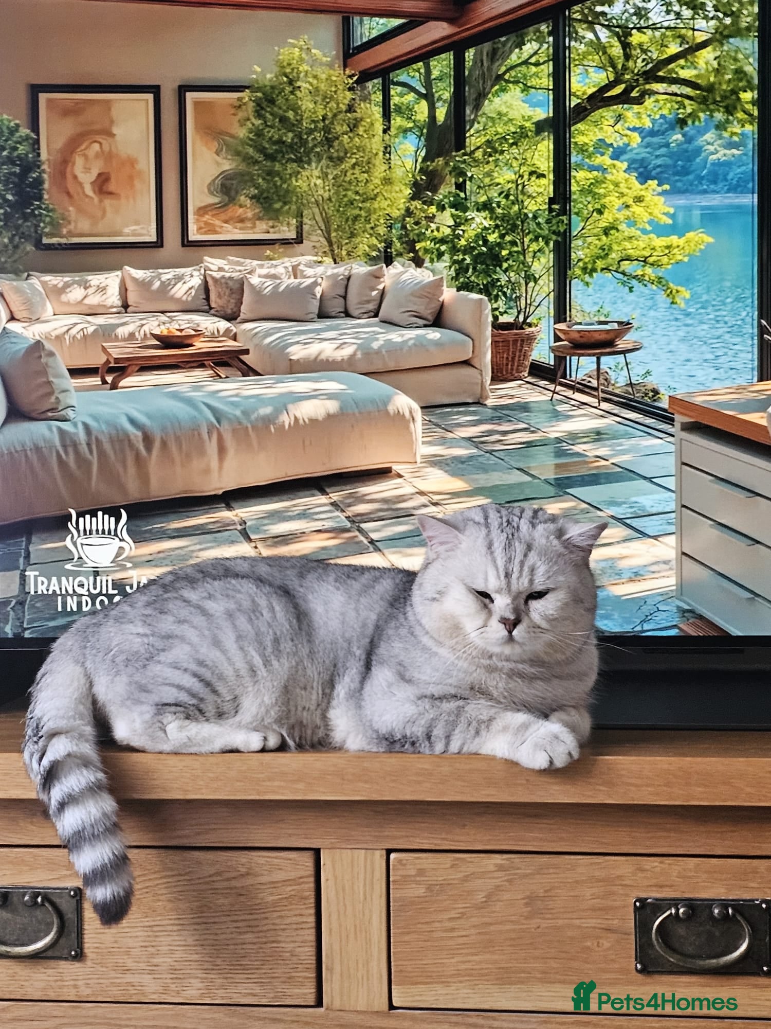 British Shorthair cats 🌟 British Shorthair Chinchilla GCCF Stud 🏆  - Advert 2