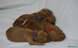 Mixed Breed dogs for sale: Golden Cocker Spaniel  - Image 15