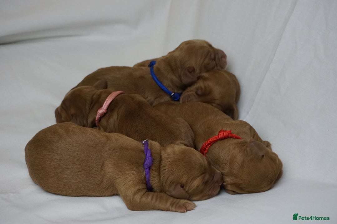 Mixed Breed dogs for sale: Golden Cocker Spaniel  - Image 15