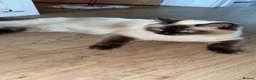 Ragdoll cats for sale: 2 beautiful ragdoll kittens available  in Penarth - Advert 1