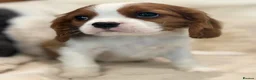 Cavalier King Charles Spaniel dogs for sale: Extensively health tested cavalier pups  - Advert 20